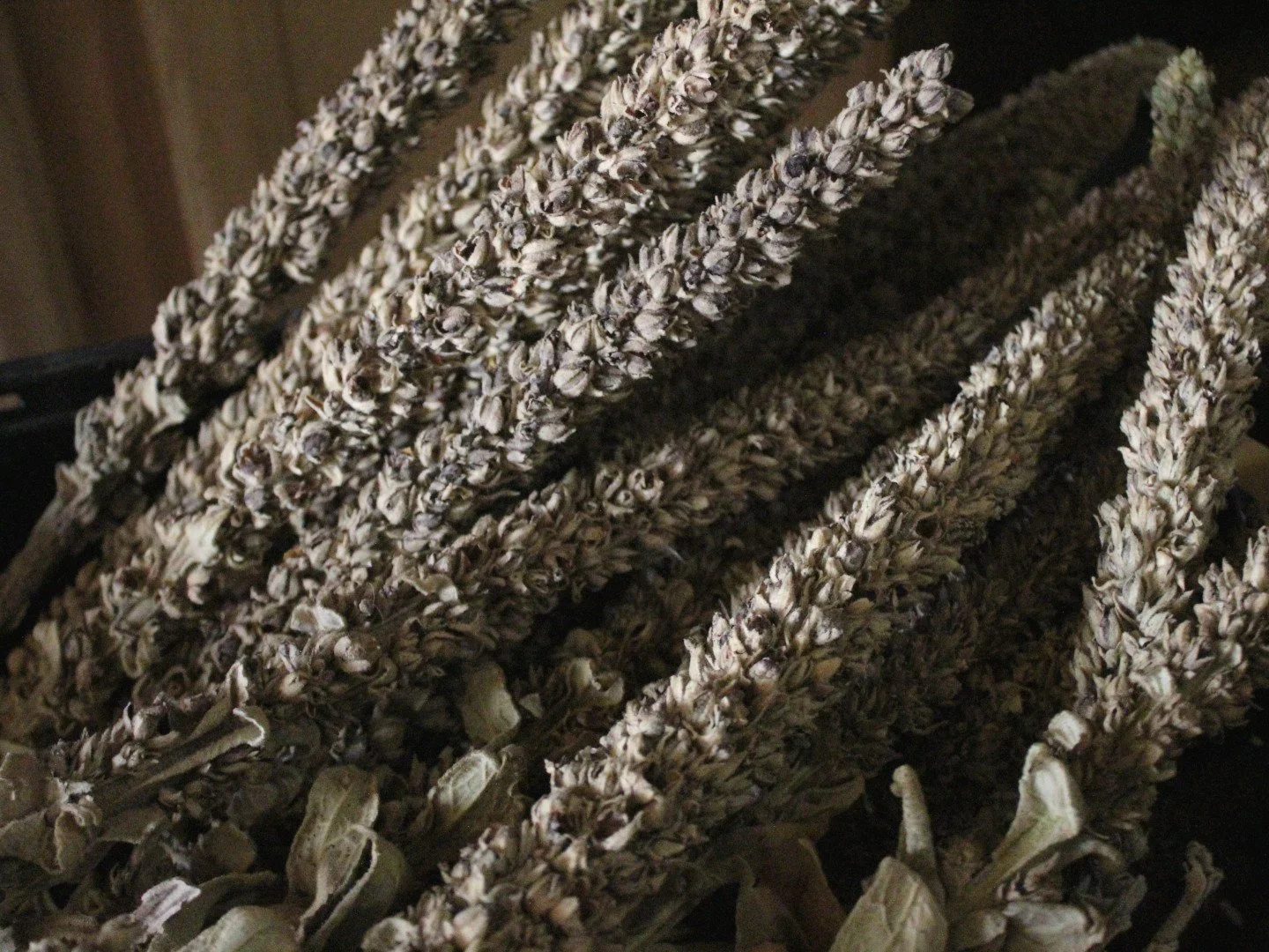 Mullein Hag Torch - Witches Candle