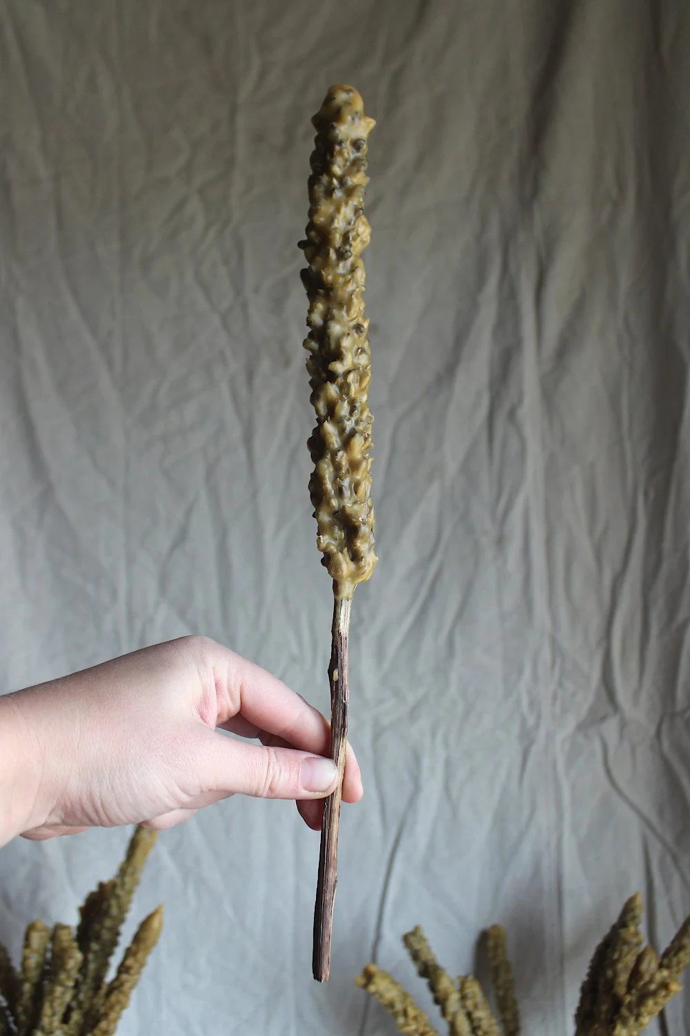 Mullein Hag Torch - Witches Candle