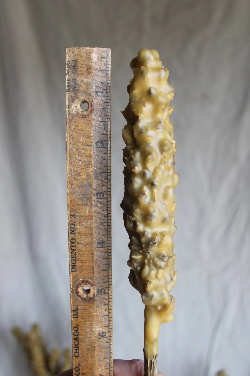 Mullein Hag Torch - Witches Candle
