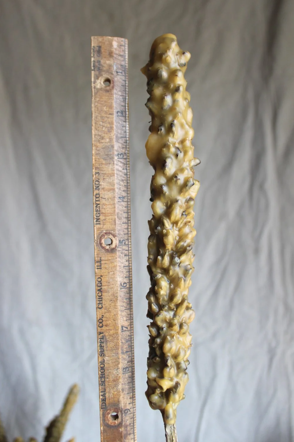 Mullein Hag Torch - Witches Candle
